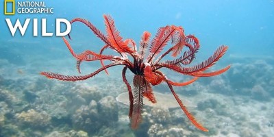 Feather Star Fish Creeps Along the Sea Floor Looking for Food