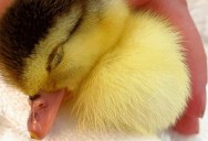 Human Adopts Duckling Who Was Rejected by Her Mother
