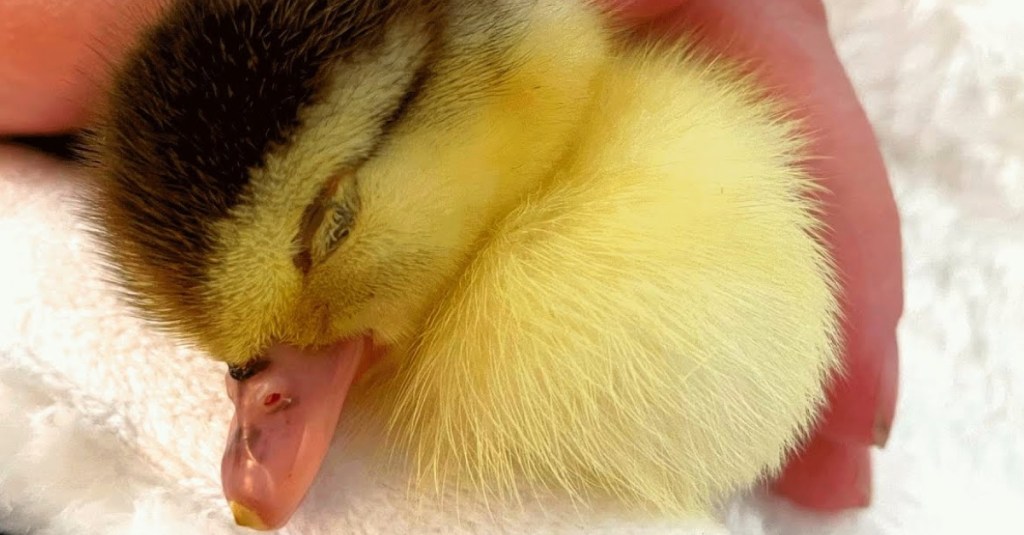 Human Adopts Duckling Who Was Rejected by Her Mother