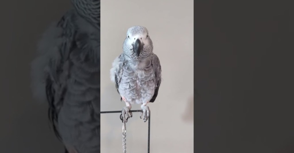 Parrot Mimics Her Human Owner’s Sniffles