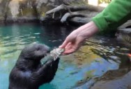Watch These Sea Otters Playfully Shuck and Eat Oysters