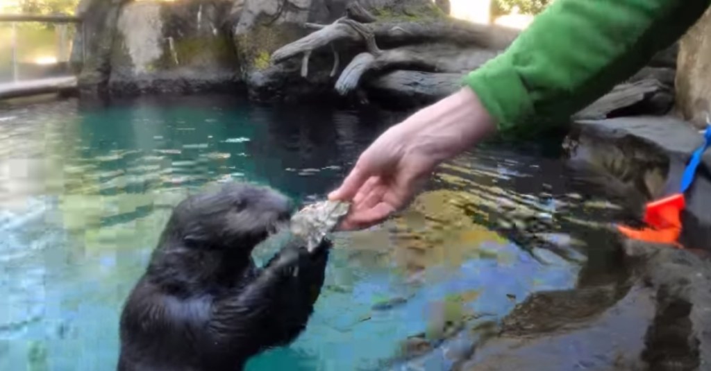 Watch These Sea Otters Playfully Shuck and Eat Oysters