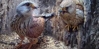 A Documentary of Two Kestrels During Their First Year of Mating