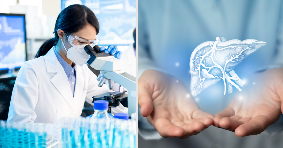 How Successful Lab-Grown Human Livers Could Change The Face Of Organ Transplants