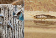 How To Identify And Eradicate That Pesky Household Pest: Silverfish