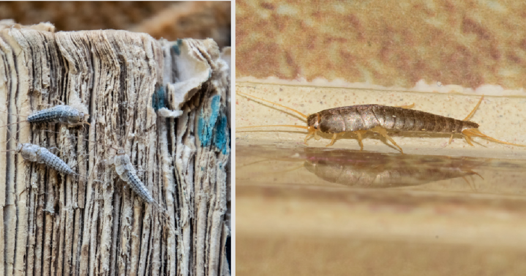 How To Identify And Eradicate That Pesky Household Pest: Silverfish