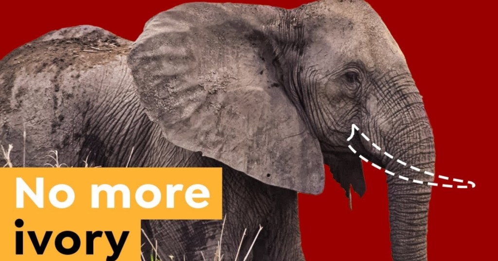 How Not Growing Tusks Saved These Elephants' Lives