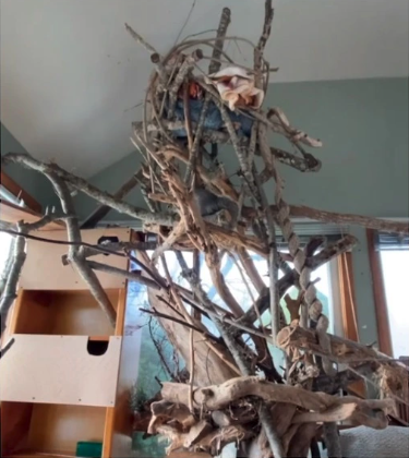 Screen Shot 2022 05 31 at 4.37.59 PM A Woman Built a Tree House for the Squirrel She Rescued as a Baby