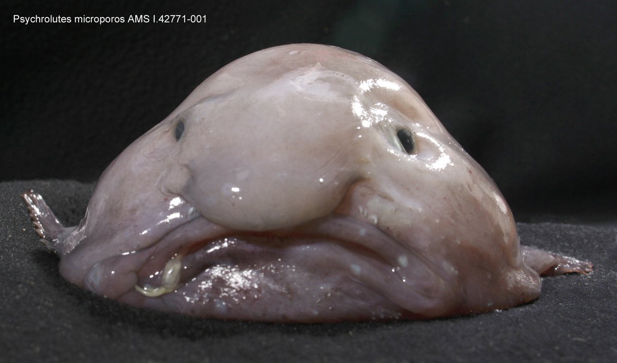 Some image.width 1200.e6e098e 6 Quick Facts About The Adorably Hideous Blobfish