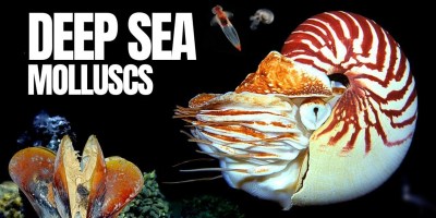 Inside The Fascinating Alien World of Deep Sea Molluscs
