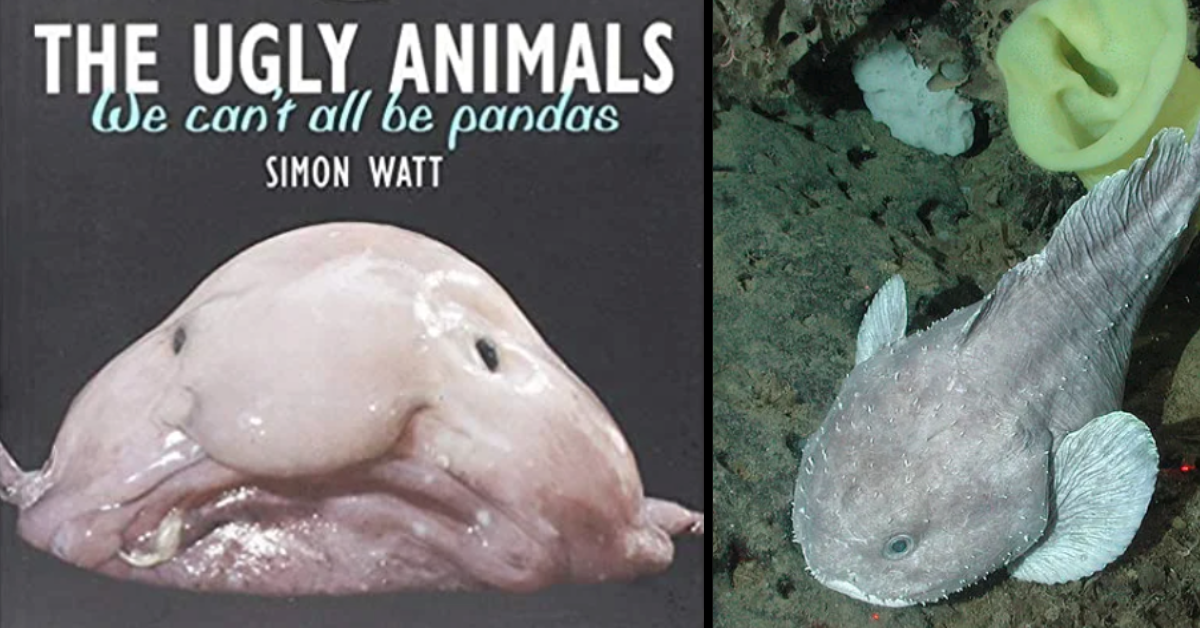 Blobfish look completely normal in water. The reason they look