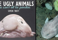 6 Quick Facts About The Adorably Hideous Blobfish