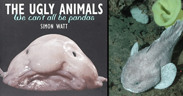 Blobfish might be a gooey mess out of water, but check out a