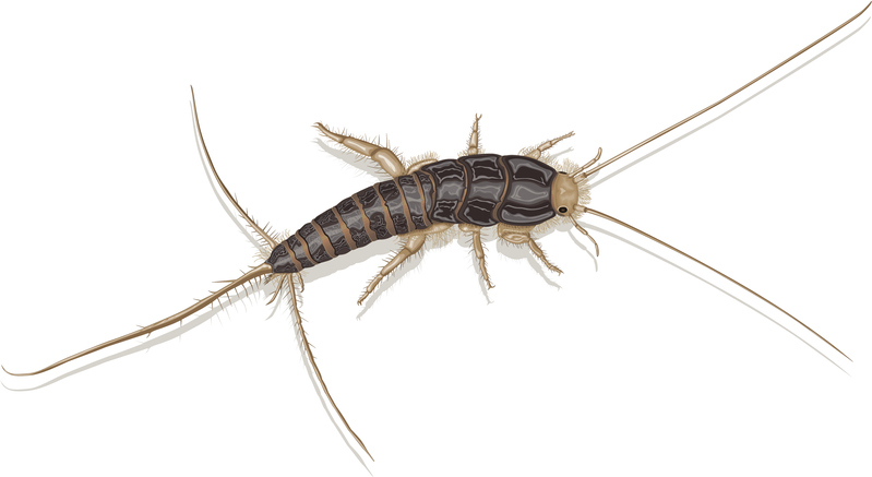 iStock 462672105 How To Identify And Eradicate That Pesky Household Pest: Silverfish