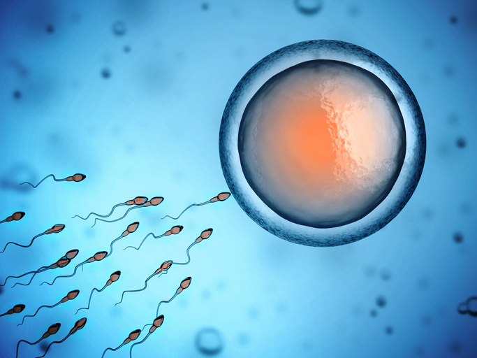 iStock 472035843 Can Human Eggs Really Attract The Most Desirable Sperm?