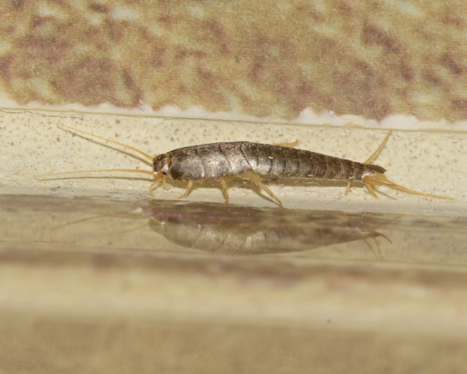 iStock 875977582 How To Identify And Eradicate That Pesky Household Pest: Silverfish