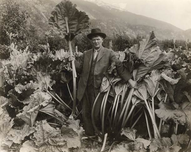 0711 FB rhubarb plants 714 The Fascinating Roots Of Alaskas Giant Rhubarb