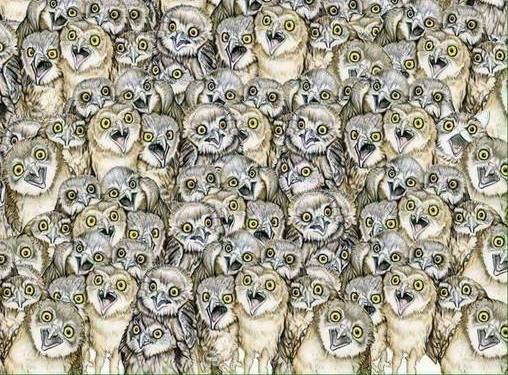 19059379 10154620650146596 8911771295030478419 n See if You Can Find the Cat That’s Hiding Among These Owls