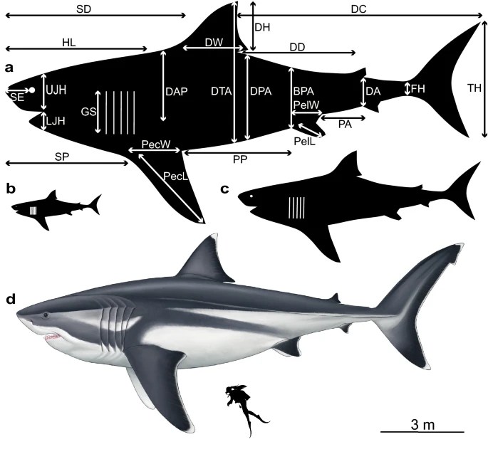  Its Hard To Grasp How Big Megalodon Actually Was