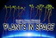 This Is How Plants Grow in Space