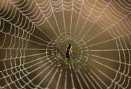 Amazing Timelapse Video of a Spider Spinning a Web