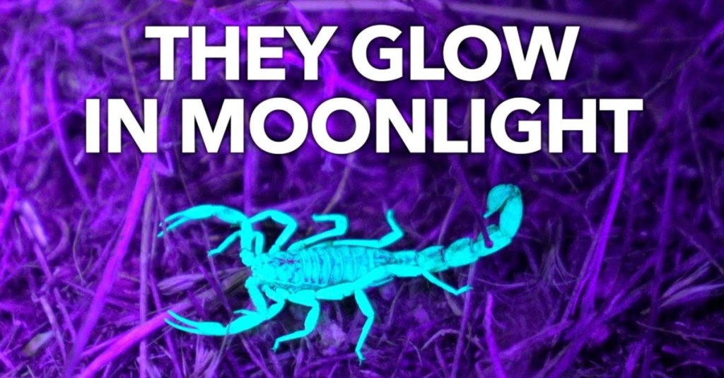 Why Do Scorpions Glow Under Ultraviolet Light?