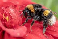 California Court Rules That Bumblebees Are Fish. Here’s Why That’s A Good Thing.