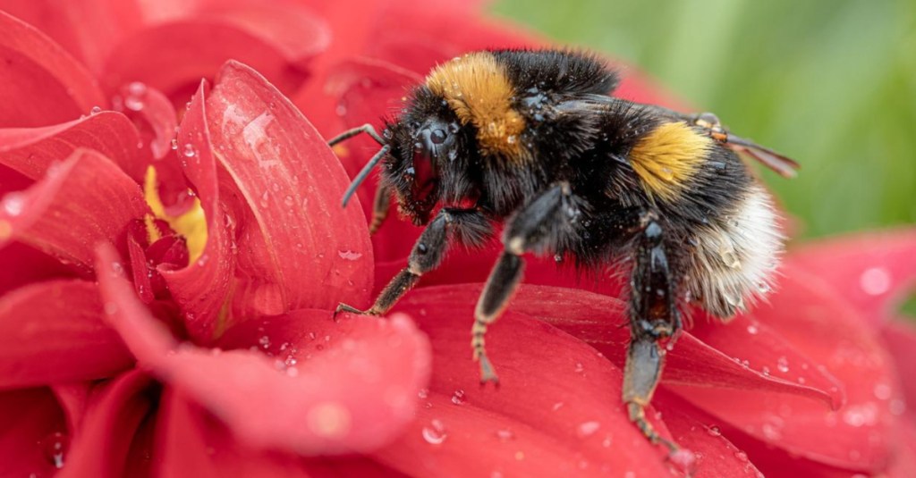 California Court Rules That Bumblebees Are Fish. Here's Why That's A Good Thing.