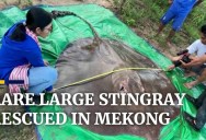 Scientists Release a Rare Giant Stingray Caught in Cambodia’s Mekong River