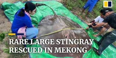 Scientists Release a Rare Giant Stingray Caught in Cambodia's Mekong River