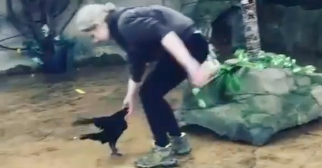 Raven Likes to Dance With Her Human