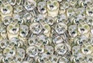 See if You Can Find the Cat That’s Hiding Among These Owls