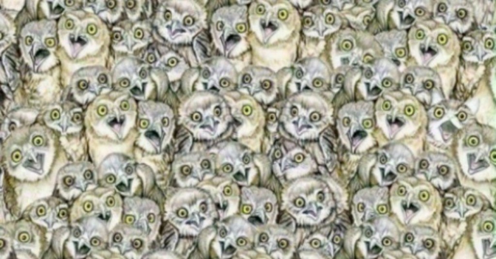 See if You Can Find the Cat That’s Hiding Among These Owls