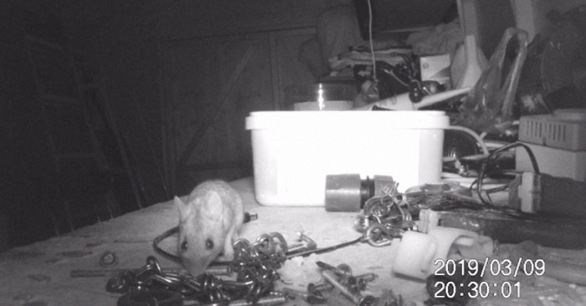 Hidden Camera Finds Out How Guy's Shed Kept Getting Cleaned Up