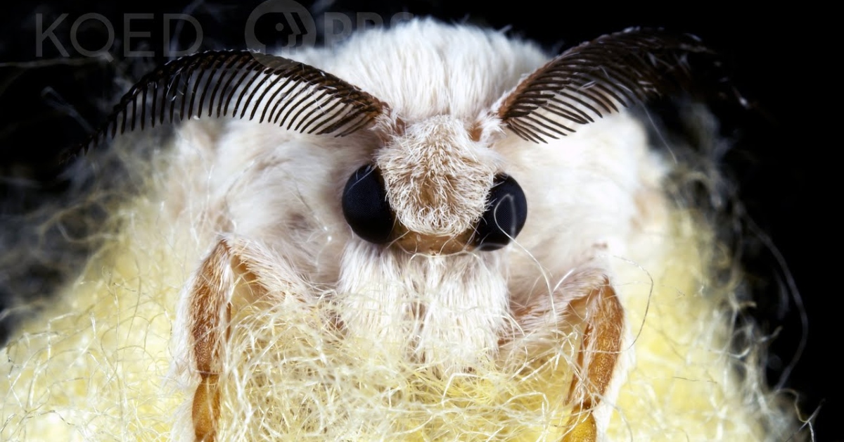 Silkworms Unwittingly Cause Their Own End by Spinning Cocoons