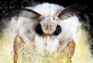 Silkworms Unwittingly Cause Their Own End by Spinning Cocoons