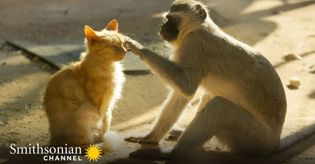An Unlikely Friendship Between Monkeys and a Litter of Cats