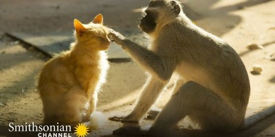 An Unlikely Friendship Between Monkeys and a Litter of Cats