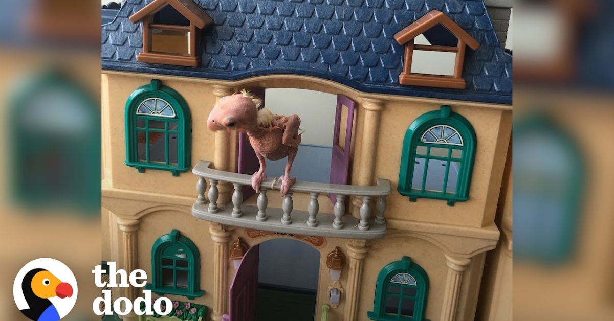 Bald Bird Lost Feathers and Ability to Fly, But Now Enjoys Life in a Dollhouse