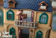 Bald Bird Lost Feathers and Ability to Fly, But Now Enjoys Life in a Dollhouse