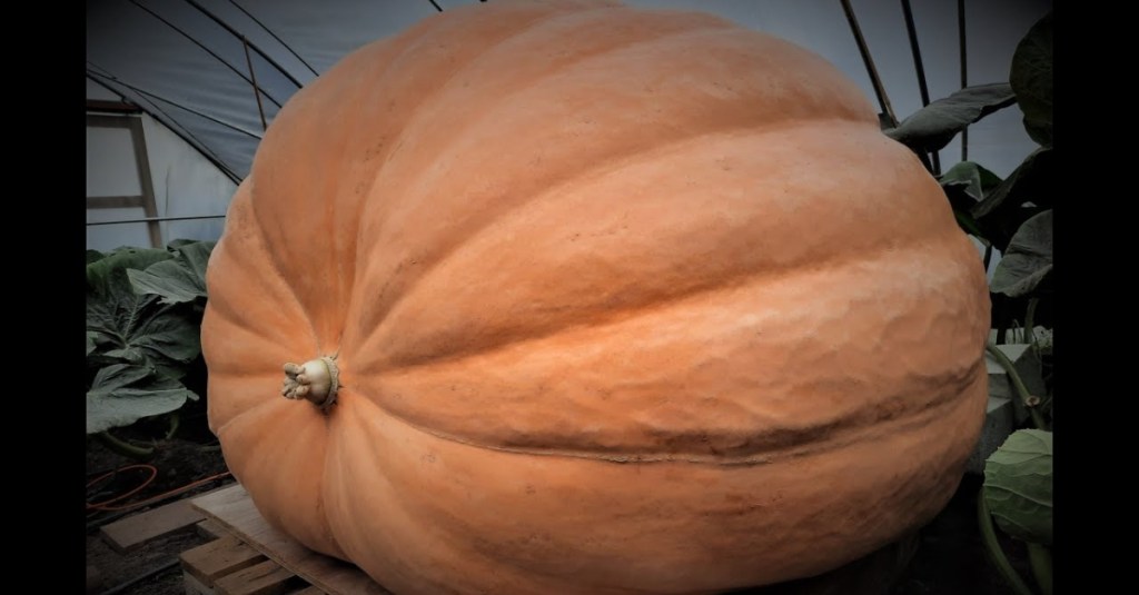 This Timelapse Video Shows a Pumpkin Growing From a Seed to a Gigantic 1,300 Pounds