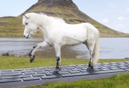 Horses Can Respond to Work Emails So Iceland Tourists Can Disconnect and See the Sights