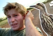 Steve Irwin’s Son Tries to Teach a Bird How to Deal With Her Anger Management Issues