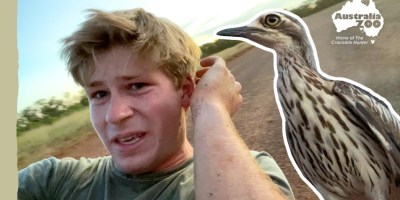 Steve Irwin’s Son Tries to Teach a Bird How to Deal With Her Anger Management Issues