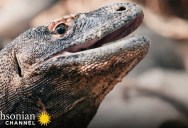Video Shows That Komodo Dragons Are Surprisingly Playful