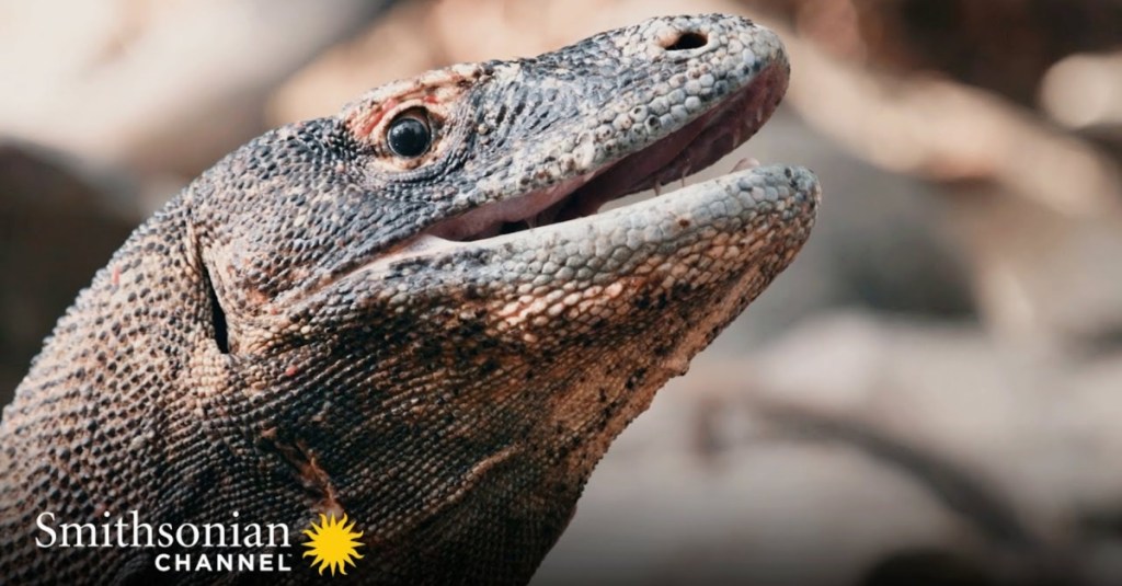 Video Shows That Komodo Dragons Are Surprisingly Playful