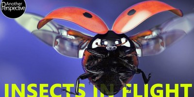 Super Slow-Motion of a Ladybug Flying