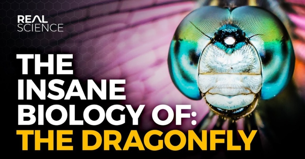 The Crazy Biology of Dragonflies