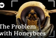 Why We Might Be Saving The Wrong Bees