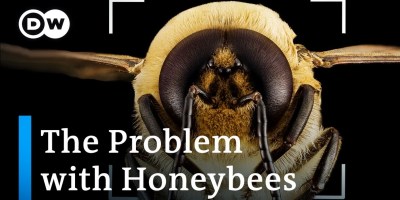 Why We Might Be Saving The Wrong Bees